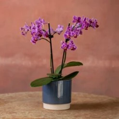 Phalaenopsis 'Take Five' -Plants Shop pl2000048241 card4 lg