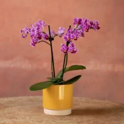 Phalaenopsis 'Take Five' -Plants Shop pl2000048241 card5 lg