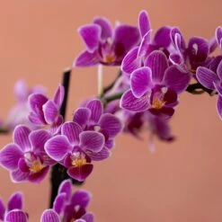 Phalaenopsis 'Take Five' -Plants Shop pl2000048241 card6 lg