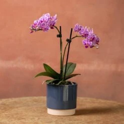 Phalaenopsis 'Pink Veins' -Plants Shop pl2000048242 card3 lg