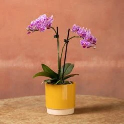 Phalaenopsis 'Pink Veins' -Plants Shop pl2000048242 card4 lg