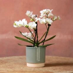 Phalaenopsis 'Zurich' -Plants Shop pl2000048245 card3 lg