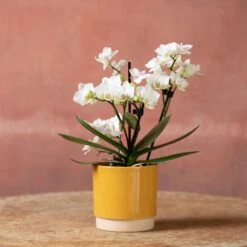 Phalaenopsis 'Zurich' -Plants Shop pl2000048245 card5 lg