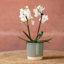 Phalaenopsis 'Bern' -Plants Shop pl2000048246 card3 lg