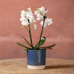 Phalaenopsis 'Bern' -Plants Shop pl2000048246 card4 lg