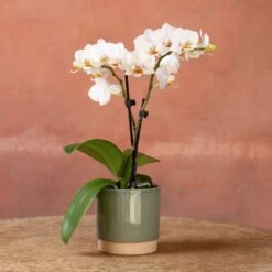 Phalaenopsis 'Puppy' -Plants Shop pl2000048247 card3 lg