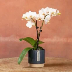 Phalaenopsis 'Puppy' -Plants Shop pl2000048247 card4 lg