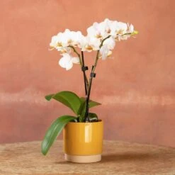 Phalaenopsis 'Puppy' -Plants Shop pl2000048247 card5 lg