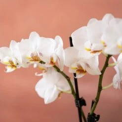 Phalaenopsis 'Puppy' -Plants Shop pl2000048247 card6 lg