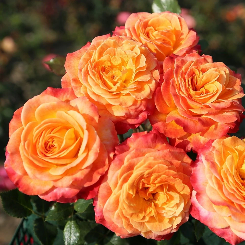 Rosa Meteor ('Korzeigar') (PBR) 2 Rosa Meteor ('Korzeigar') (PBR) - Image 2