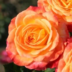 Rosa Meteor ('Korzeigar') (PBR) 5 Rosa Meteor ('Korzeigar') (PBR) -Plants Shop pl2000048254 card3 lg