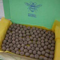 Seedballs Native Wildflowers For Shade -Plants Shop pl2000048350 card7 lg