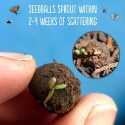 Seedballs Native Annual Wildflowers -Plants Shop pl2000048353 card5 lg