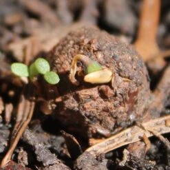 Seedballs Native Annual Wildflowers -Plants Shop pl2000048353 card6 lg