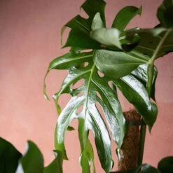 Monstera Deliciosa -Plants Shop pl2000048359 card3 lg