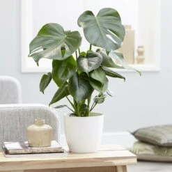 Monstera Deliciosa -Plants Shop pl2000048359 card4 lg