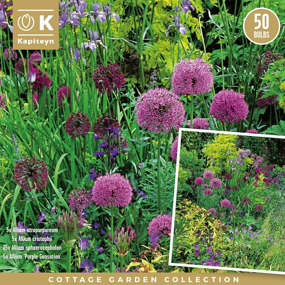 Allium Cottage Garden 'bulb Collection' 1 Allium Cottage Garden 'bulb Collection'