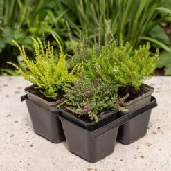 Heather Collection (4 Mixed Heathers) -Plants Shop pl2000048439 card3 lg