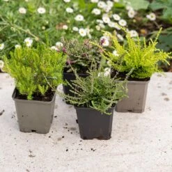 Heather Collection (4 Mixed Heathers) -Plants Shop pl2000048439 card4 lg