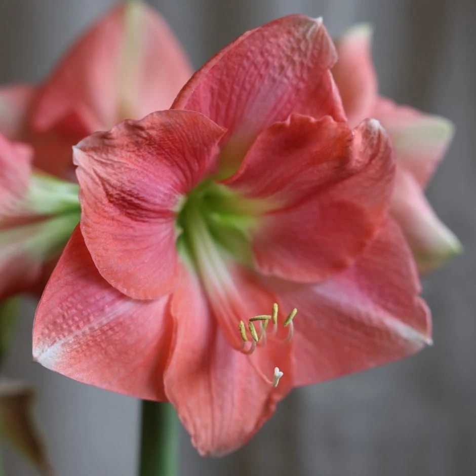 Hippeastrum 'Rosalie' 1 Hippeastrum 'Rosalie'