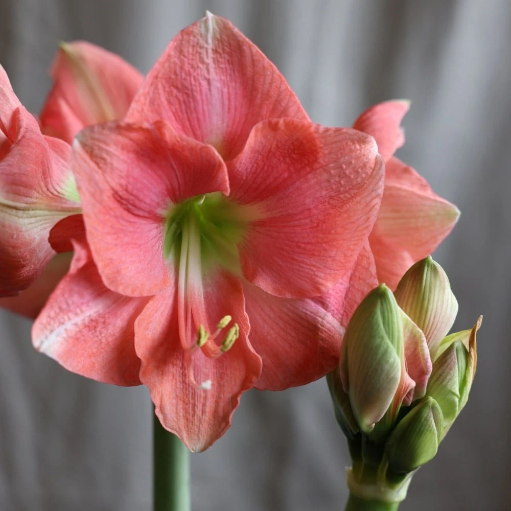 Hippeastrum 'Rosalie' 2 Hippeastrum 'Rosalie' - Image 2