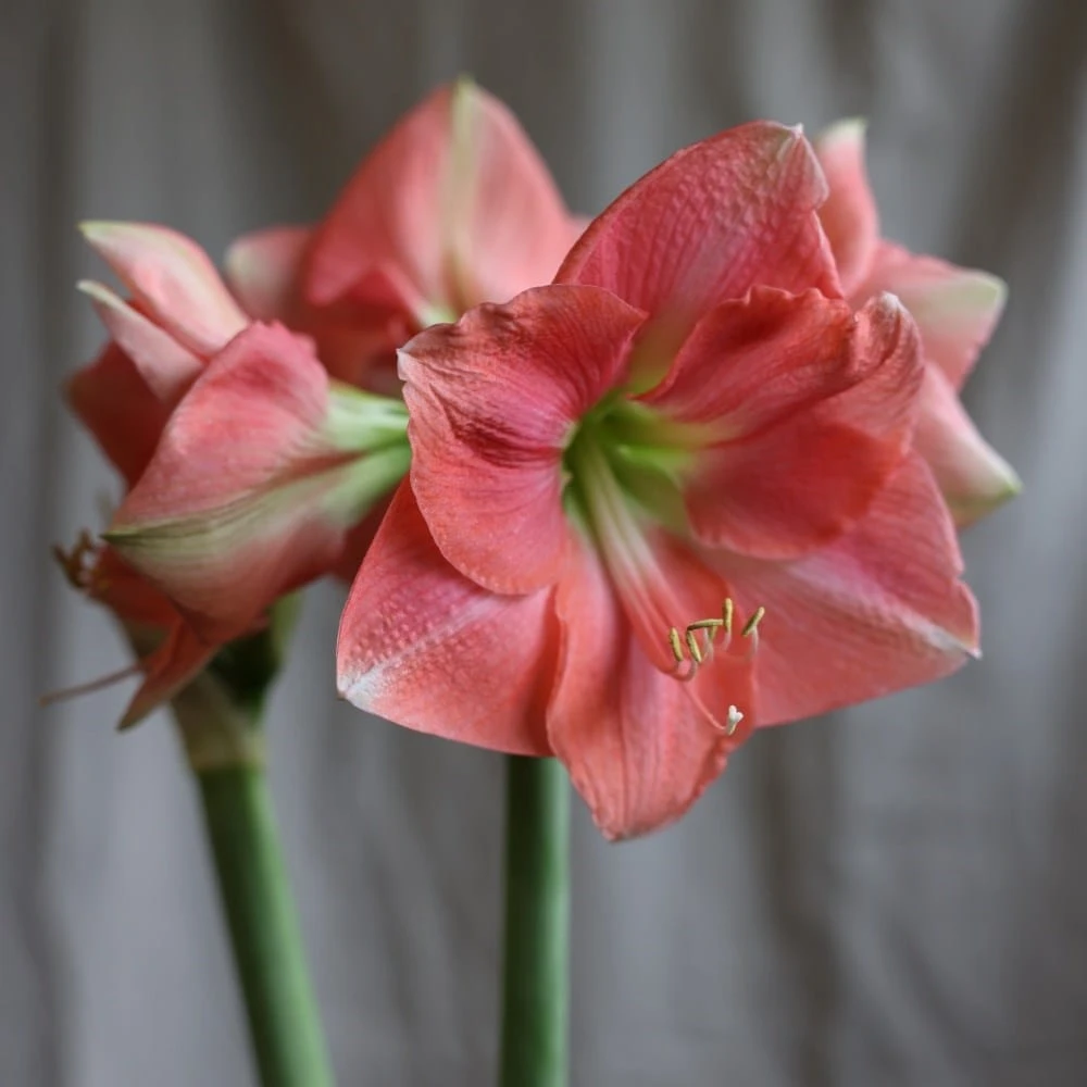 Hippeastrum 'Rosalie' 3 Hippeastrum 'Rosalie' - Image 3