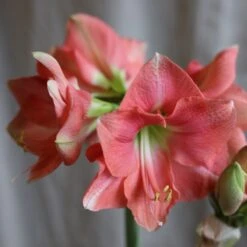 Hippeastrum 'Rosalie' 7 Hippeastrum 'Rosalie' -Plants Shop pl2000048441 card4 lg