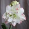 Hippeastrum 'Amadeus Candy' (PBR)