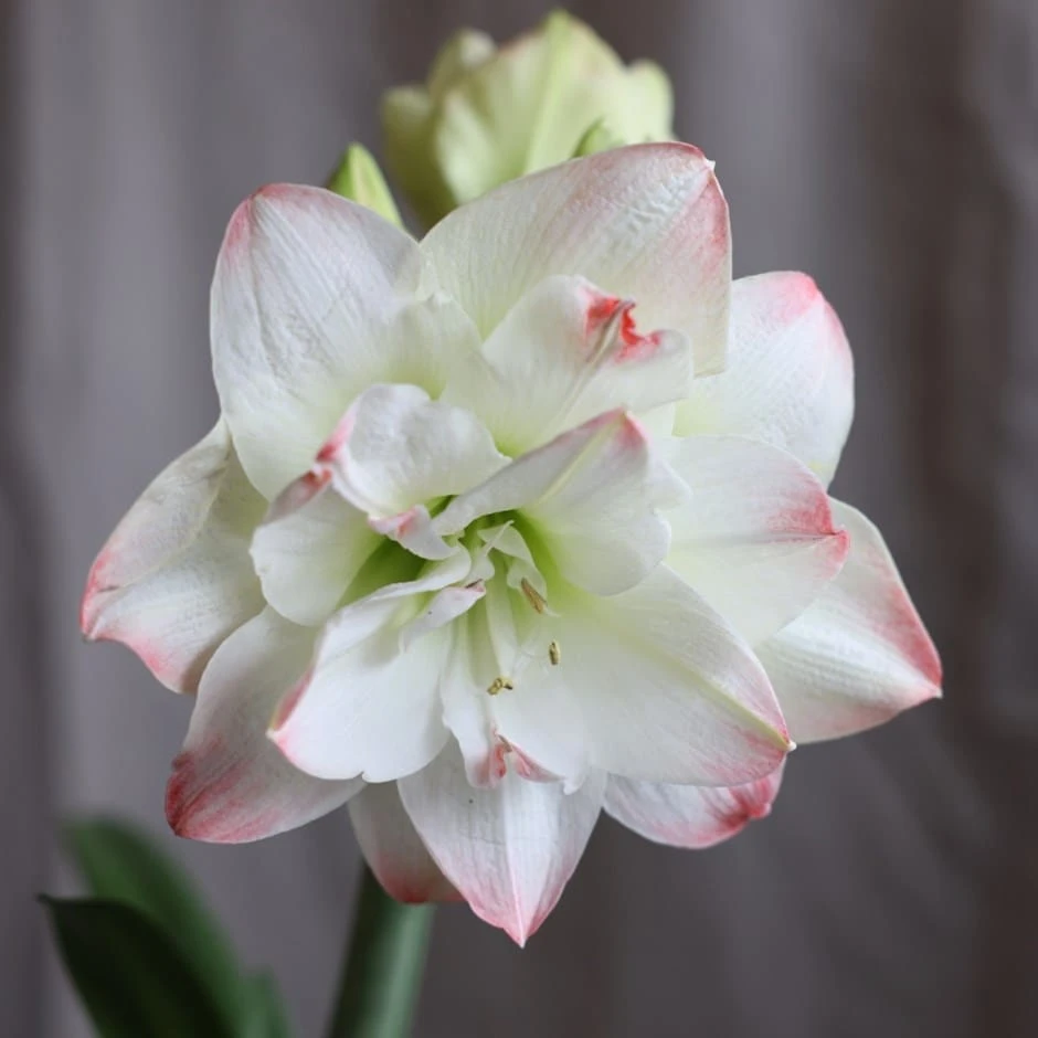 Hippeastrum 'Amadeus Candy' (PBR) 1 Hippeastrum 'Amadeus Candy' (PBR)