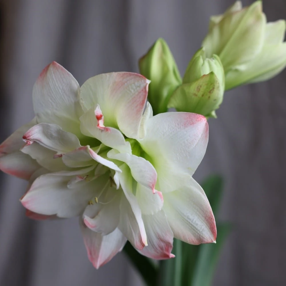 Hippeastrum 'Amadeus Candy' (PBR) 2 Hippeastrum 'Amadeus Candy' (PBR) - Image 2