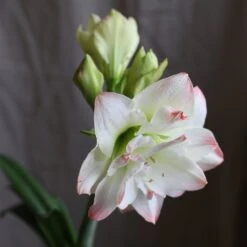 Hippeastrum 'Amadeus Candy' (PBR) 6 Hippeastrum 'Amadeus Candy' (PBR) -Plants Shop pl2000048442 card3 lg