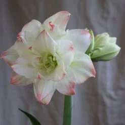 Hippeastrum 'Amadeus Candy' (PBR) 7 Hippeastrum 'Amadeus Candy' (PBR) -Plants Shop pl2000048442 card4 lg