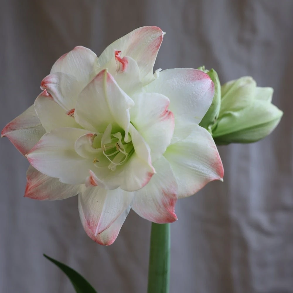 Hippeastrum 'Amadeus Candy' (PBR) 4 Hippeastrum 'Amadeus Candy' (PBR) - Image 4