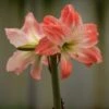 Hippeastrum 'Giant Amadeus' (PBR)