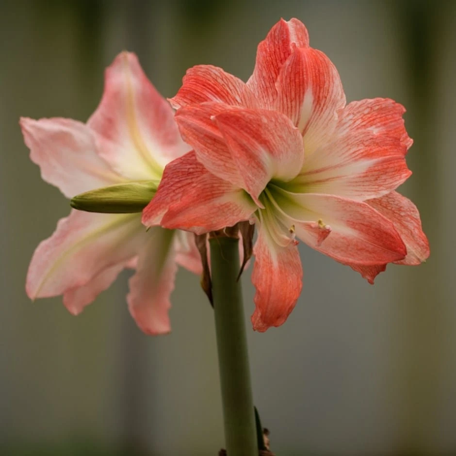 Hippeastrum 'Giant Amadeus' (PBR) 1 Hippeastrum 'Giant Amadeus' (PBR)