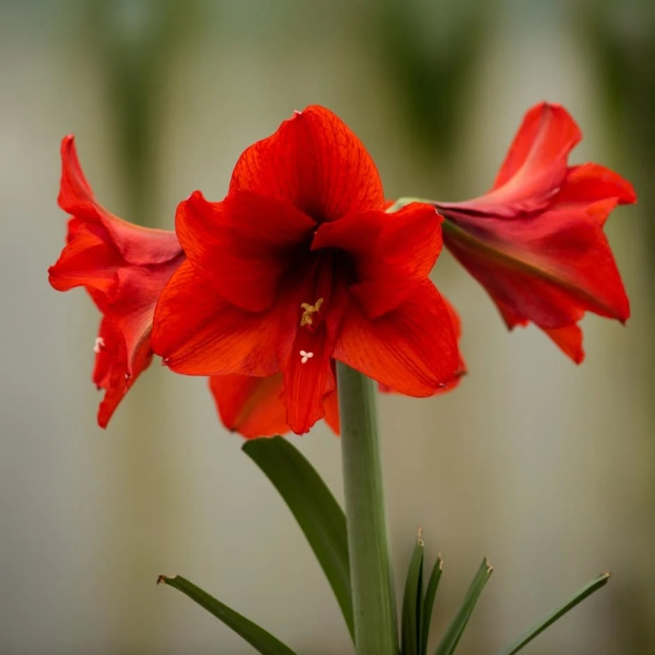 Hippeastrum 'Ferrari' 1 Hippeastrum 'Ferrari'
