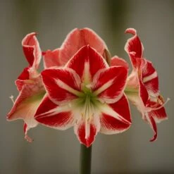 Hippeastrum 'Spartacus'