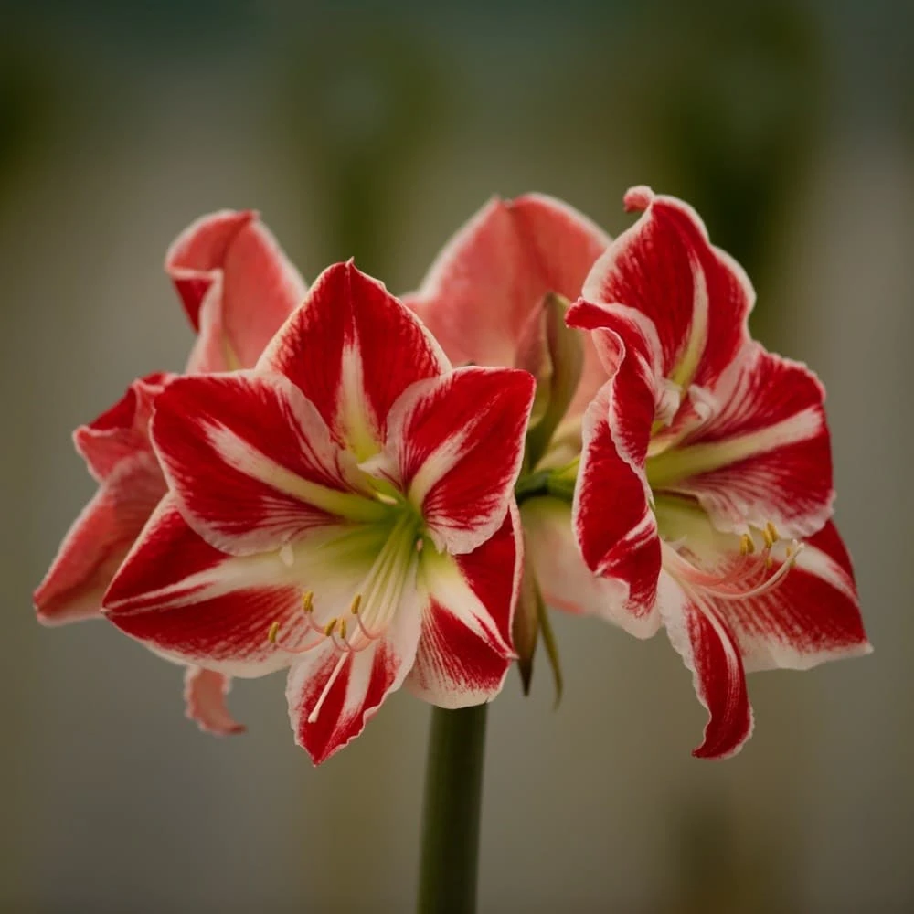 Hippeastrum 'Spartacus' 2 Hippeastrum 'Spartacus' - Image 2