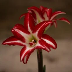 Hippeastrum (Double Galaxy Group) 'Splash' (PBR)