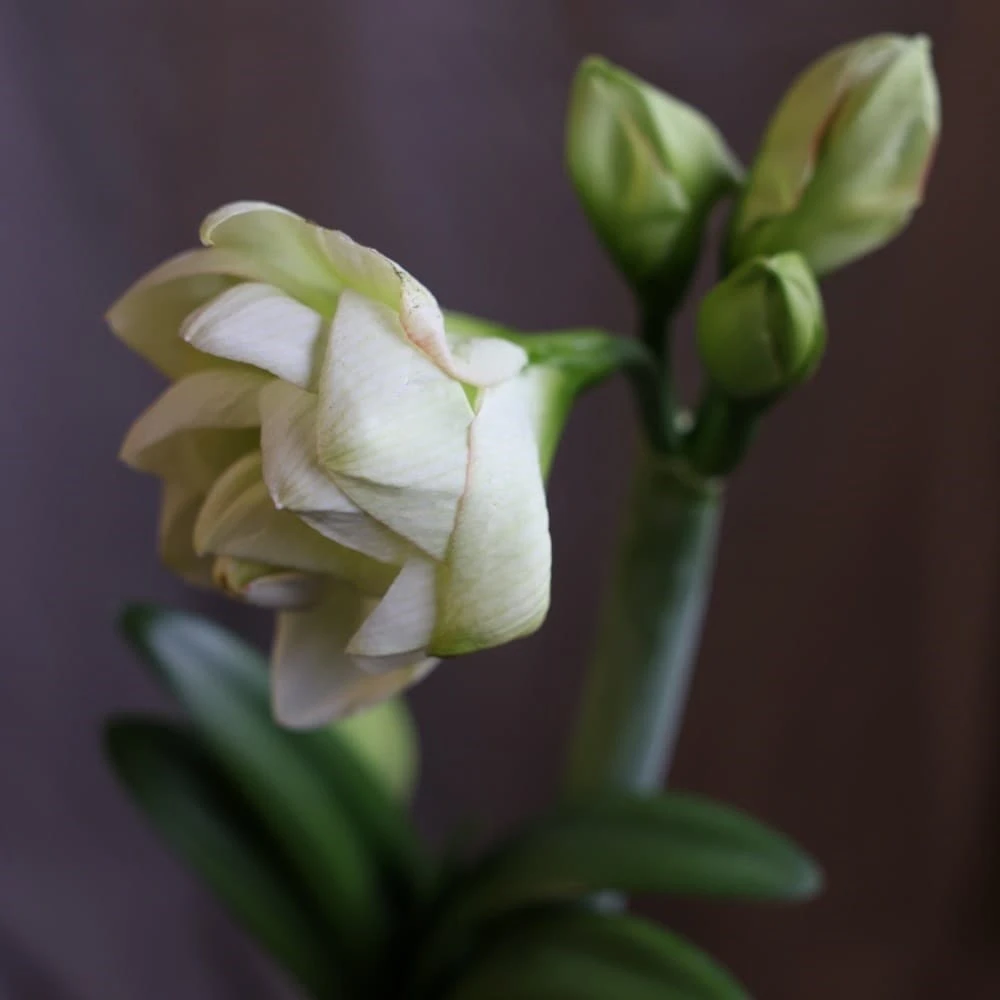 Hippeastrum 'White Amadeus' (PBR) 3 Hippeastrum 'White Amadeus' (PBR) - Image 3