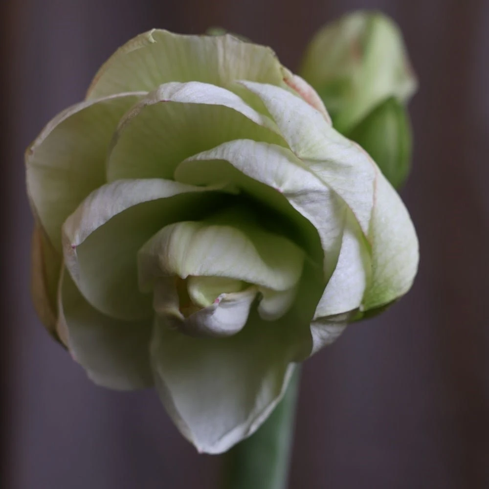 Hippeastrum 'White Amadeus' (PBR) 4 Hippeastrum 'White Amadeus' (PBR) - Image 4
