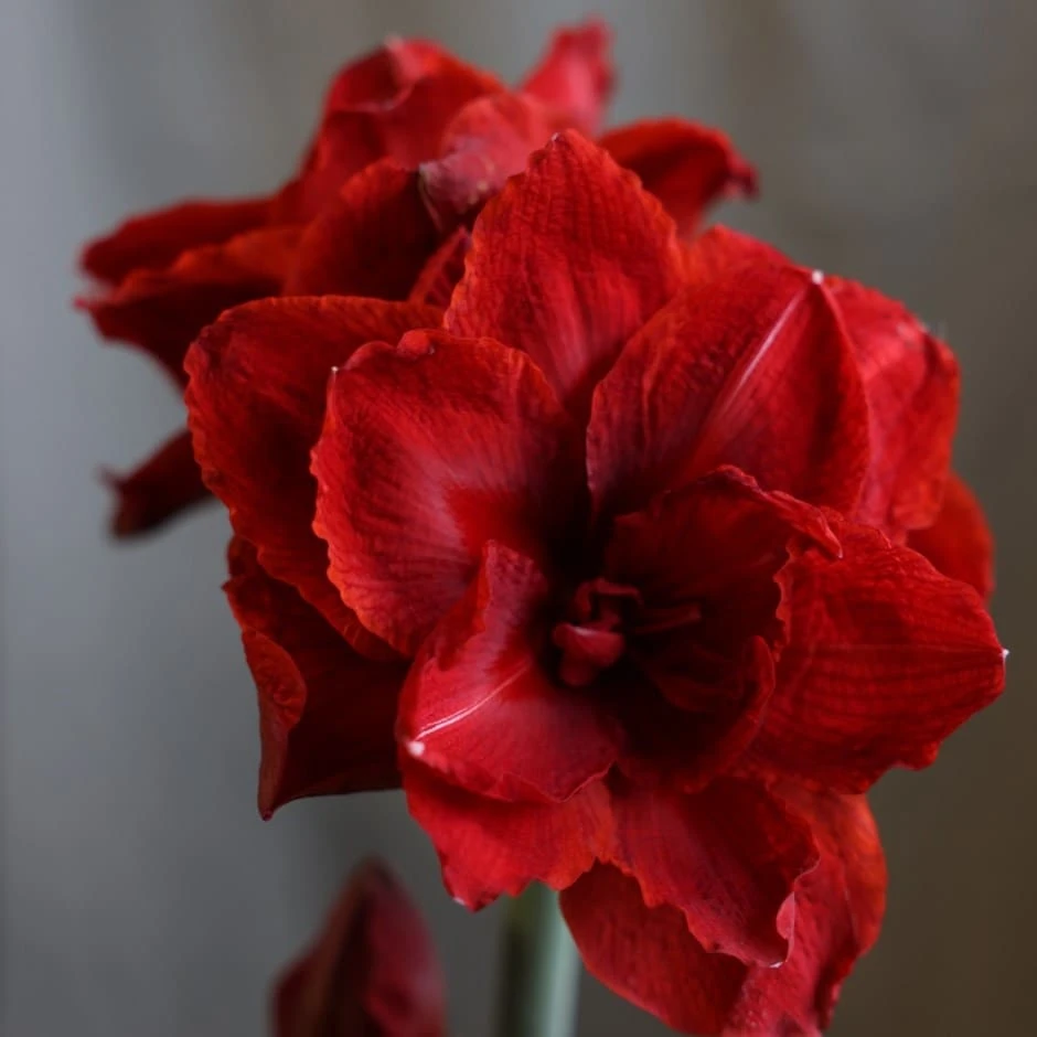 Hippeastrum (Double Galaxy Group) Cherry Nymph ('Chernym') (PBR) 1 Hippeastrum (Double Galaxy Group) Cherry Nymph ('Chernym') (PBR)