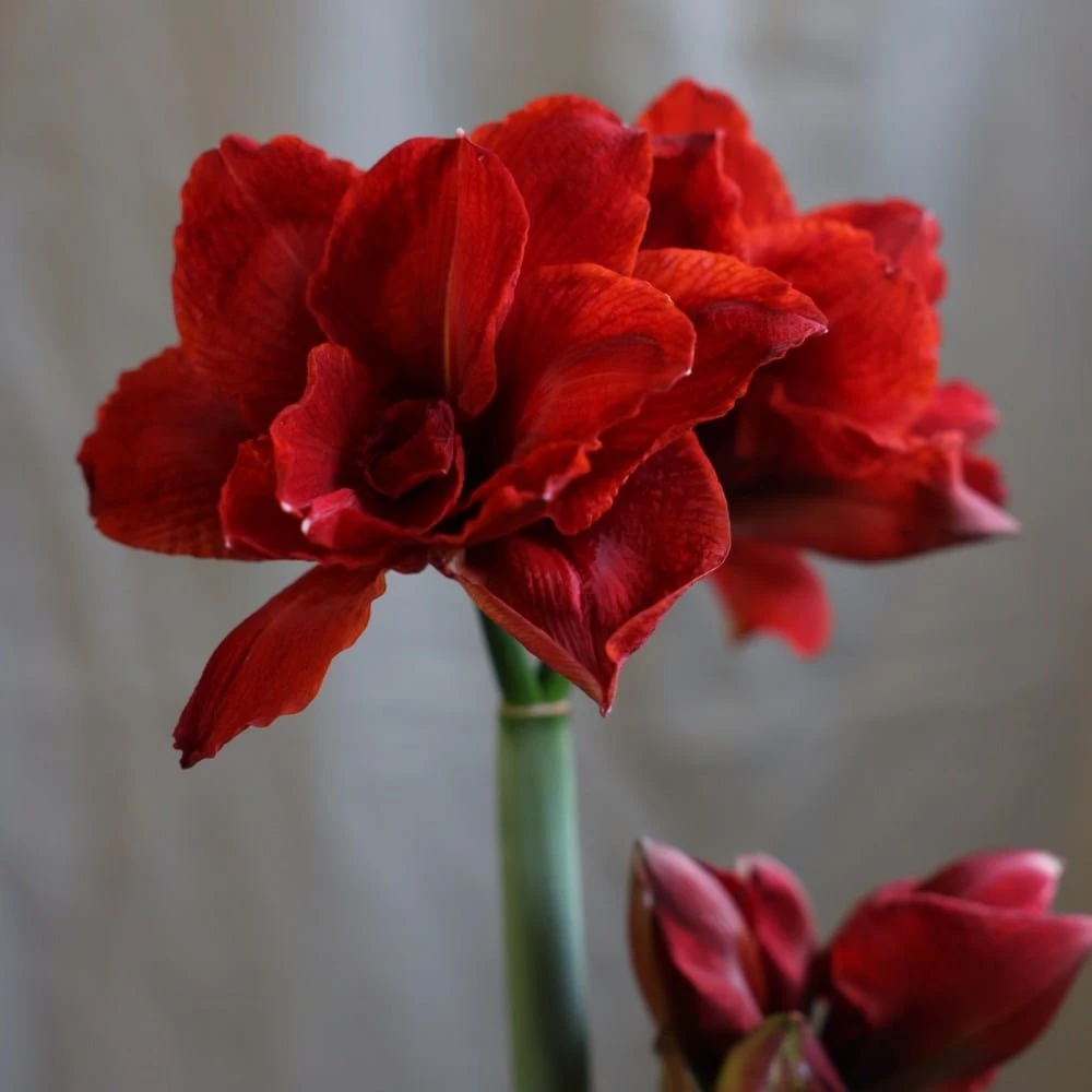 Hippeastrum (Double Galaxy Group) Cherry Nymph ('Chernym') (PBR) 2 Hippeastrum (Double Galaxy Group) Cherry Nymph ('Chernym') (PBR) - Image 2