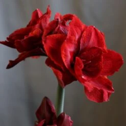 Hippeastrum (Double Galaxy Group) Cherry Nymph ('Chernym') (PBR) 6 Hippeastrum (Double Galaxy Group) Cherry Nymph ('Chernym') (PBR) -Plants Shop pl2000048515 card3 lg