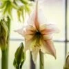Hippeastrum '(Diamond Group) Green Magic'
