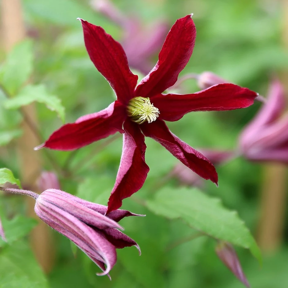 Clematis Glorious Red ('Zo23015') (PBR) 1 Clematis Glorious Red ('Zo23015') (PBR)