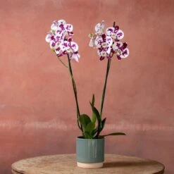 Phalaenopsis 'Marakesh' -Plants Shop pl2000048820 card3 lg
