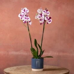 Phalaenopsis 'Marakesh' -Plants Shop pl2000048820 card4 lg