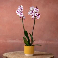 Phalaenopsis 'Marakesh' -Plants Shop pl2000048820 card5 lg