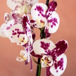 Phalaenopsis 'Marakesh' -Plants Shop pl2000048820 card6 lg